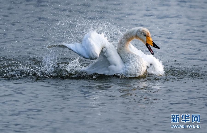 12月9日,一只白天鹅在三门峡天鹅湖国家城市湿地公园嬉戏。 12月9日,一只白天鹅在三门峡天鹅湖国家城市湿地公园嬉戏。