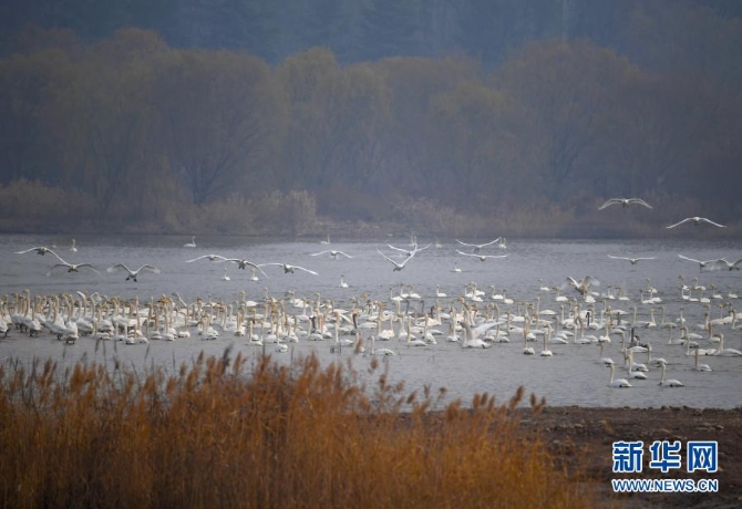 12月10日,白天鹅在三门峡天鹅湖国家城市湿地公园内栖息。 12月10日,白天鹅在三门峡天鹅湖国家城市湿地公园内栖息。