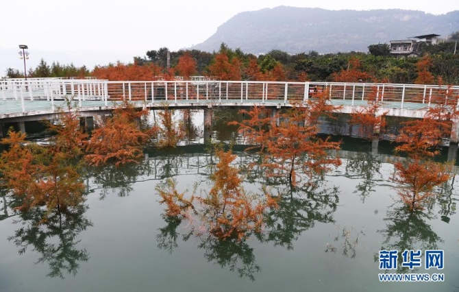 这是12月10日在重庆市万州区大周镇长江边拍摄的“水中彩林”景象。1 这是12月10日在重庆市万州区大周镇长江边拍摄的“水中彩林”景象。1