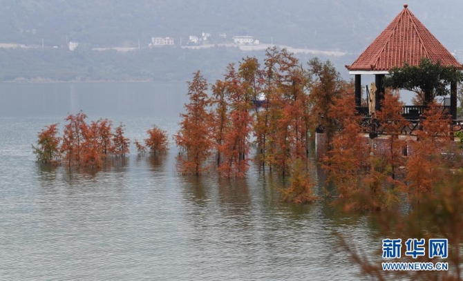 这是12月10日在重庆市万州区大周镇长江边拍摄的“水中彩林”景象。3 这是12月10日在重庆市万州区大周镇长江边拍摄的“水中彩林”景象。3