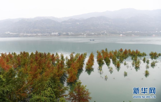 这是12月10日在重庆市万州区大周镇长江边拍摄的“水中彩林”景象。5 这是12月10日在重庆市万州区大周镇长江边拍摄的“水中彩林”景象。5