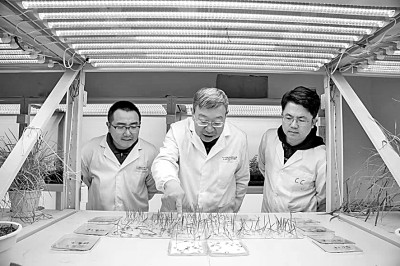 将“致富草”种在世界屋脊 将“致富草”种在世界屋脊