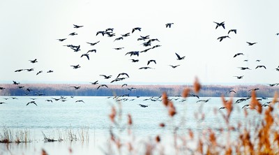 七里海,津东60里的候鸟驿站 七里海,津东60里的候鸟驿站