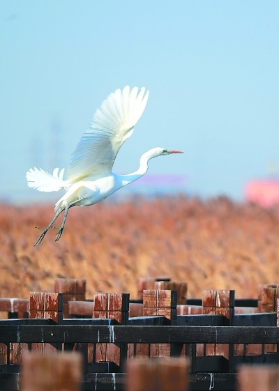 七里海,津东60里的候鸟驿站 七里海,津东60里的候鸟驿站