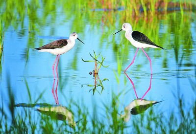 七里海,津东60里的候鸟驿站 七里海,津东60里的候鸟驿站