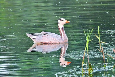 七里海,津东60里的候鸟驿站 七里海,津东60里的候鸟驿站