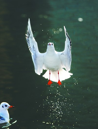 七里海,津东60里的候鸟驿站 七里海,津东60里的候鸟驿站
