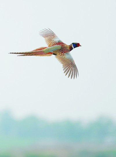 七里海,津东60里的候鸟驿站 七里海,津东60里的候鸟驿站