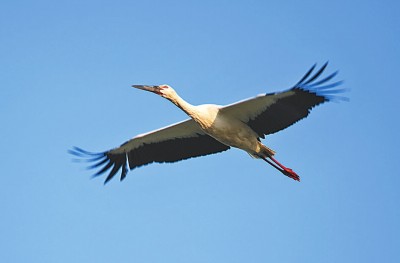 七里海,津东60里的候鸟驿站 七里海,津东60里的候鸟驿站
