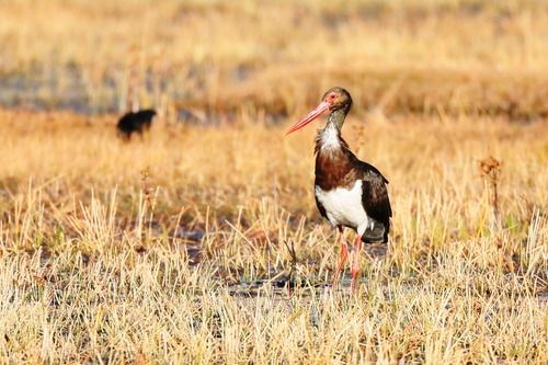 云南纳帕海国际重要湿地成黑鹳国内最大越冬停歇