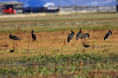 云南纳帕海国际重要湿地成黑鹳国内最大越冬停歇