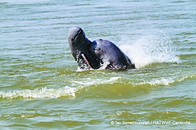 世界自然基金会全球总干事:中国为世界提供了绿色转型方案 世界自然基金会全球总干事:中国为世界提供了绿色转型方案