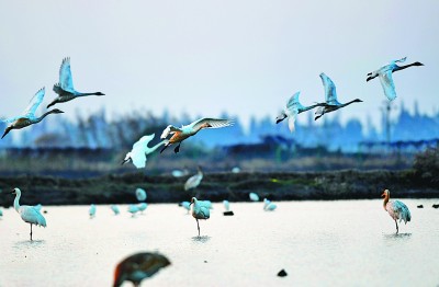 世界自然基金会全球总干事:中国为世界提供了绿色转型方案 世界自然基金会全球总干事:中国为世界提供了绿色转型方案