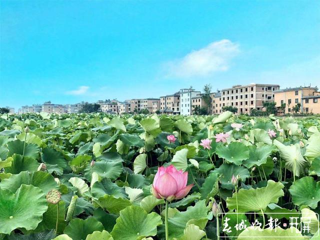 游玩抚仙湖 吃住马房村！澄江马房村正式开街迎客