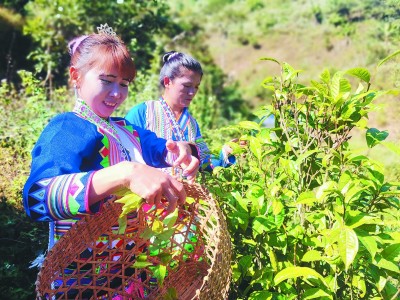 拉祜族寨子的幸福年——云南省勐海县曼囡村曼班三队的脱贫之路 拉祜族寨子的幸福年——云南省勐海县曼囡村曼班三队的脱贫之路