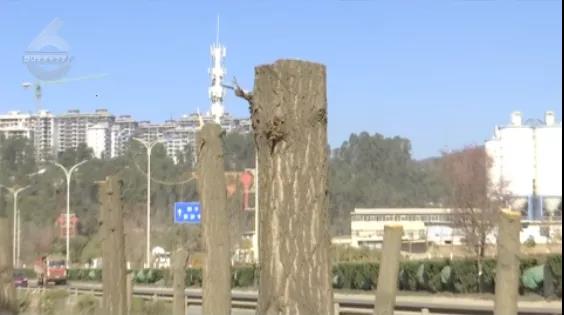 北三环百棵行道树被“腰斩”,市民直呼“心疼” 8099999