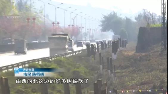 北三环百棵行道树被“腰斩”,市民直呼“心疼” 8099999