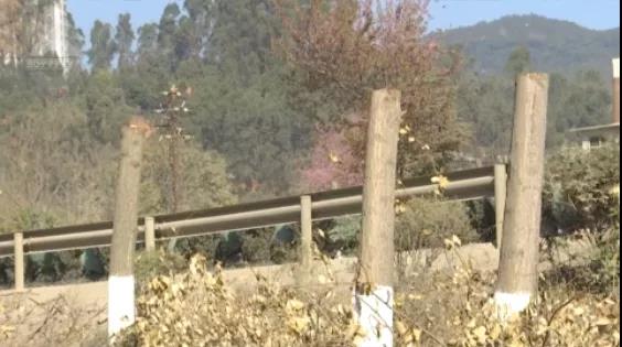 北三环百棵行道树被“腰斩”,市民直呼“心疼” 8099999