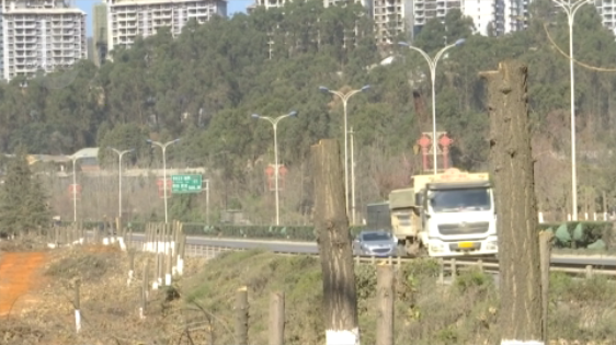 北三环百棵行道树被“腰斩”,市民直呼“心疼” 8099999