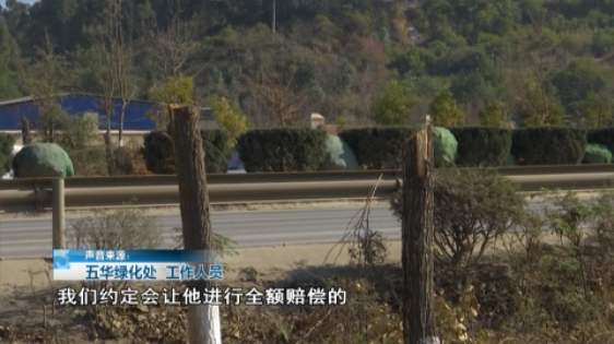 北三环百棵行道树被“腰斩”,市民直呼“心疼” 8099999