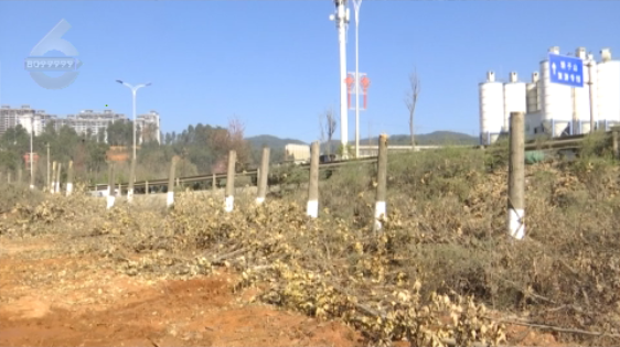 北三环百棵行道树被“腰斩”,市民直呼“心疼” 8099999