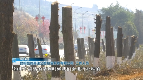 北三环百棵行道树被“腰斩”,市民直呼“心疼” 8099999