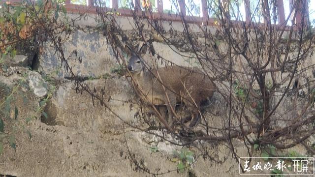 玉溪新平一村民种地途中发现“落难”动物,一查来头不小…… 李春丽 通讯员 适甜甜 苗丽 忽怡丹 冯凯 摄