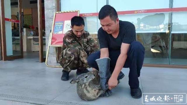 玉溪新平一村民种地途中发现“落难”动物,一查来头不小…… 李春丽 通讯员 适甜甜 苗丽 忽怡丹 冯凯 摄