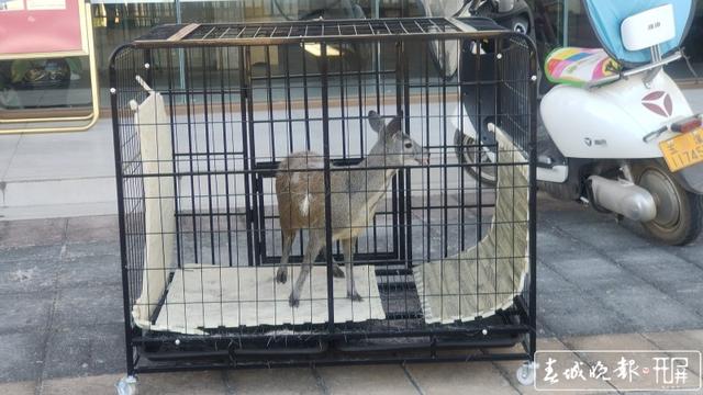 玉溪新平一村民种地途中发现“落难”动物,一查来头不小…… 李春丽 通讯员 适甜甜 苗丽 忽怡丹 冯凯 摄