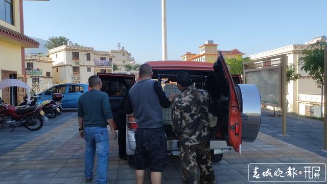 玉溪新平一村民种地途中发现“落难”动物,一查来头不小…… 李春丽 通讯员 适甜甜 苗丽 忽怡丹 冯凯 摄