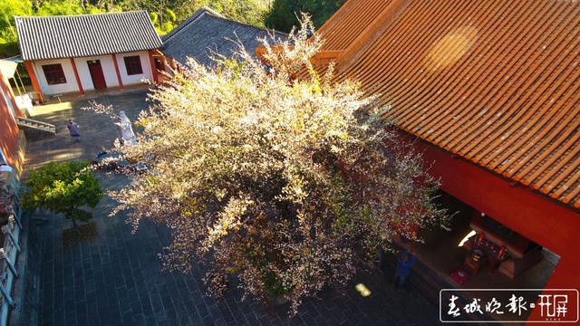 宾川鸡足山百年古梅开花了
