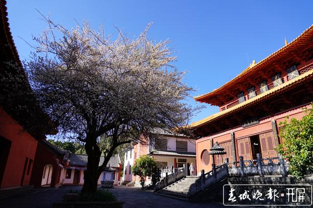 宾川鸡足山百年古梅开花了