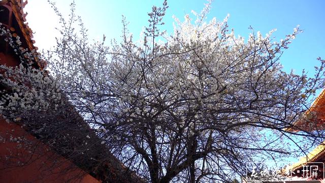 宾川鸡足山百年古梅开花了
