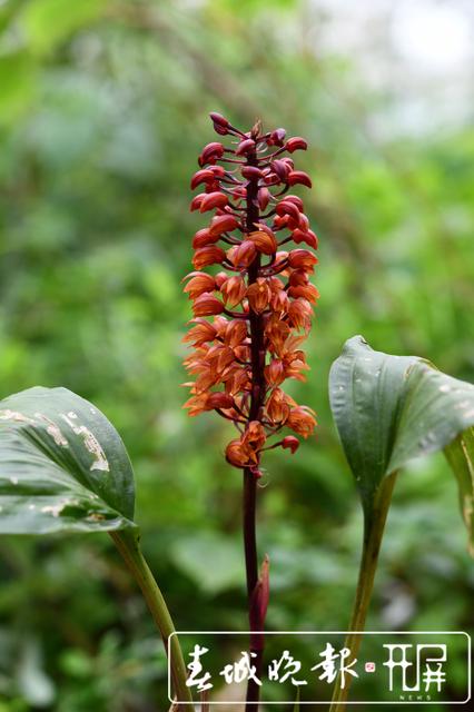 昆明植物研究所在西藏发现4个中国新纪录种24个西藏新记录种 中国西南野生生物种质资源库 供图