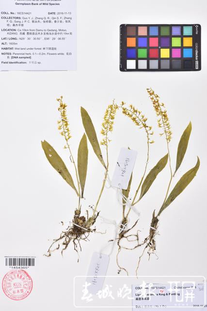 昆明植物研究所在西藏发现4个中国新纪录种24个西藏新记录种 中国西南野生生物种质资源库 供图