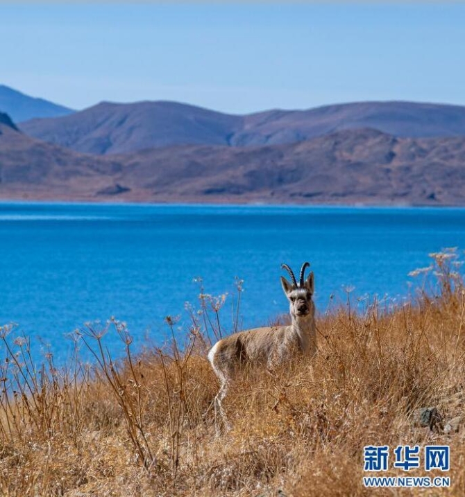 这是1月10日拍摄的羊卓雍错岸边的藏原羚。