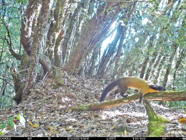 国家一级保护动物林麝首现昌宁天堂山 黄喉貂（春城晚报-开屏新闻记者 崔敏 通讯员 王文海 杨之良 李海燕 摄影报道）