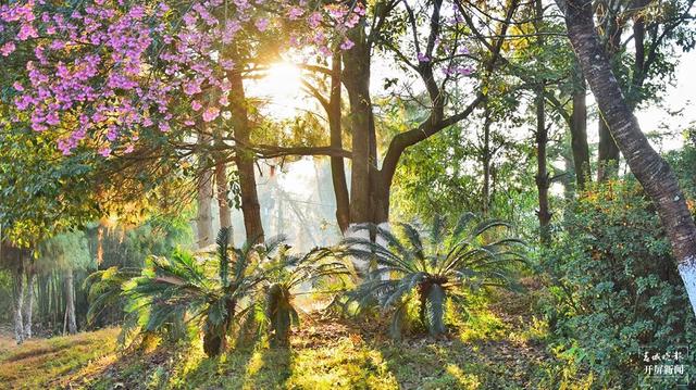 茶香风暖 花落成雨 昌宁邀你冬日来赏茶园樱花之美
