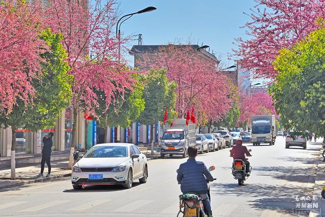 茶香风暖 花落成雨 昌宁邀你冬日来赏茶园樱花之美