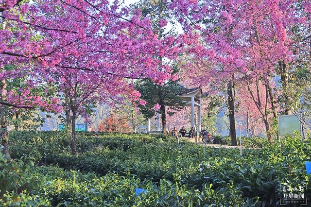 茶香风暖 花落成雨 昌宁邀你冬日来赏茶园樱花之美