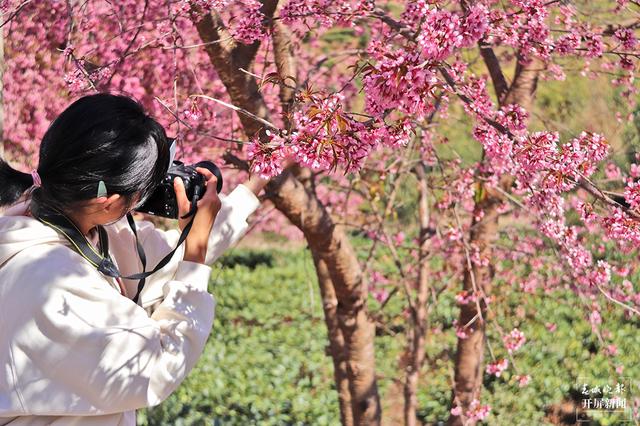 茶香风暖 花落成雨 昌宁邀你冬日来赏茶园樱花之美