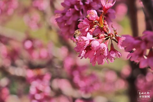 茶香风暖 花落成雨 昌宁邀你冬日来赏茶园樱花之美
