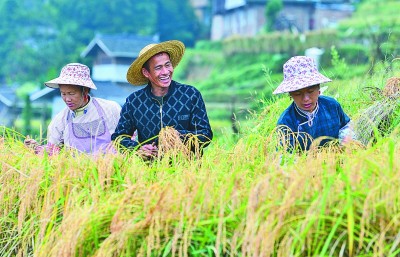 透视小种子背后的大战略——一国粮食安全，系于种质资源