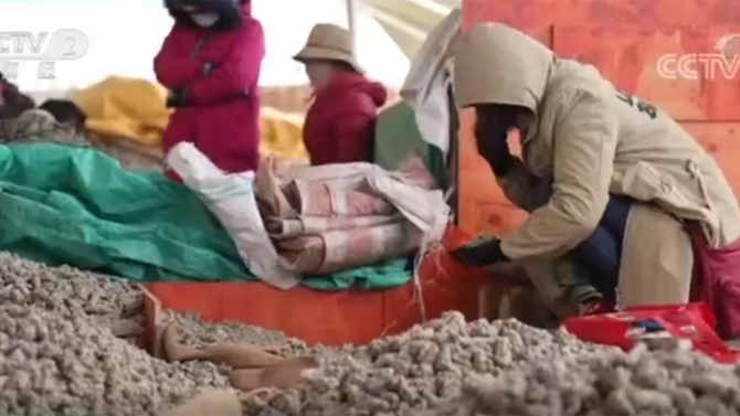 五年连降！云南文山三七价格创新低，专家：连年扩种超过合理需求