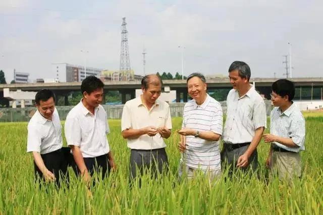 卢永根(右三)团队在田间观察水稻生长情况 图源:南方日报