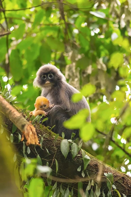 云南这11只小金猴不一般,集体刷屏央媒!