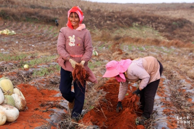 云南建水紫薯“变形记”:从深山滞销的染料到城市餐桌“网红” 曹婕 摄