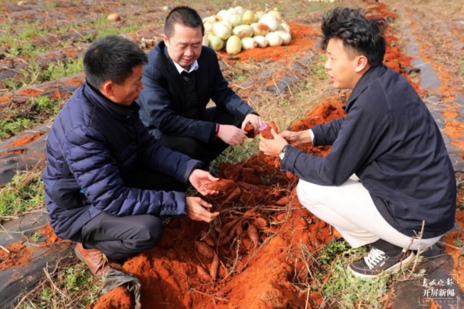 云南建水紫薯“变形记”:从深山滞销的染料到城市餐桌“网红” 曹婕 摄