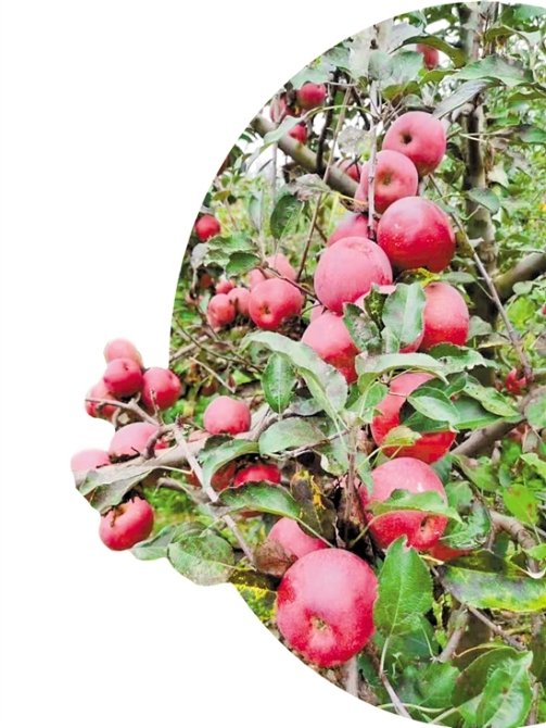 2021020506_res15_attpic_brief