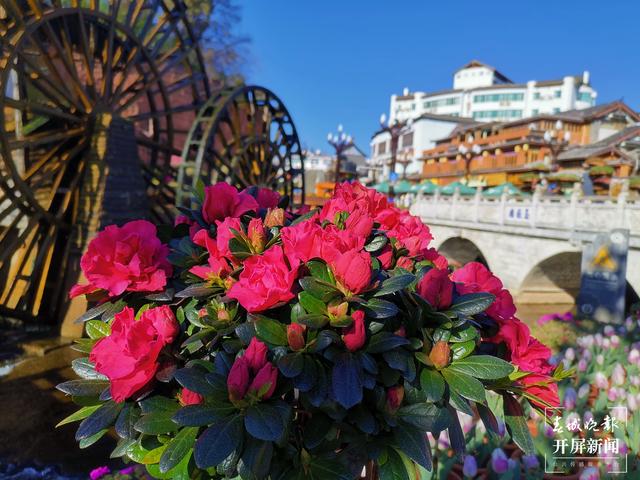 丽江古城鲜花盛放（ 图片由@宁琳 提供）